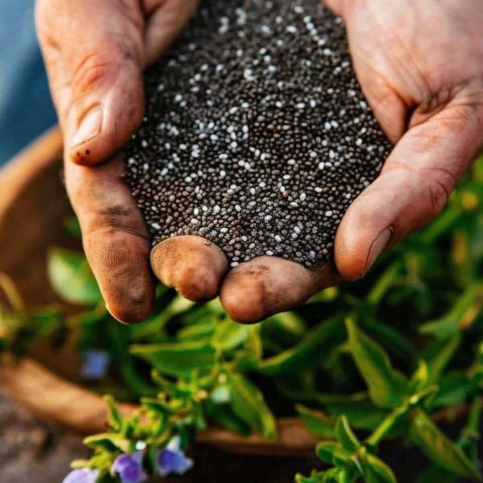 Hạt Chia ChicoChia -  Nguồn Dinh Dưỡng Cho Sức Khoẻ Vàng
