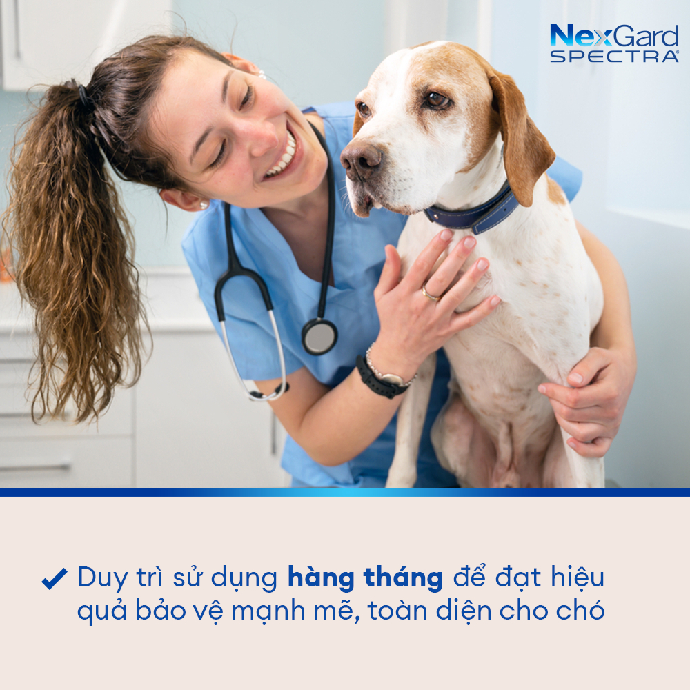 [FREE QUÀ TẶNG] NexGard SPECTRA - Viên nhai mềm phòng nội,ngoại ký sinh trùng dành cho Chó size S (3.5-7.5kg) | BigBuy360 - bigbuy360.vn