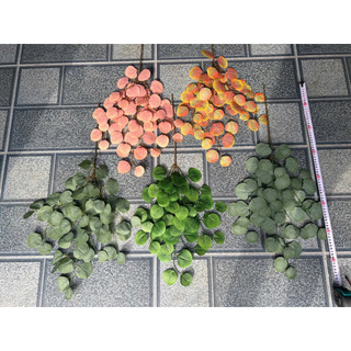 Cành lá táo tai voi 3D cao 75cm decor - Cây lá giả