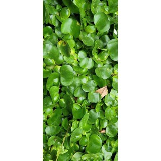 Bèo lục bình mini trang trí hồ cá thủy sinh