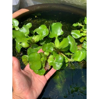 Bèo lục bình mini trang trí hồ cá thủy sinh