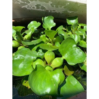 Bèo lục bình mini trang trí hồ cá thủy sinh
