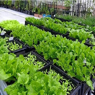 Đất Trồng Rau Sạch Mekong Cải Tiến Loại 50dm3 Ủ Vi Sinh Giàu Dinh Dưỡng