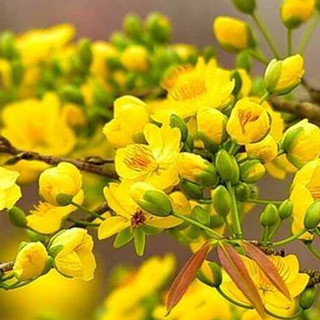 Đất Trồng Mai Loại 50dm3 Giàu Dinh Dưỡng Giá Thể Trồng Cây Cho Cây Mai Kiểng Gỗ
