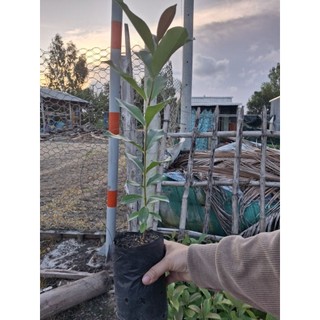 3cây giống trâm ăn trái ( trái to)