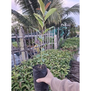 3cây giống trâm ăn trái ( trái to)