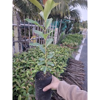 3cây giống trâm ăn trái ( trái to)