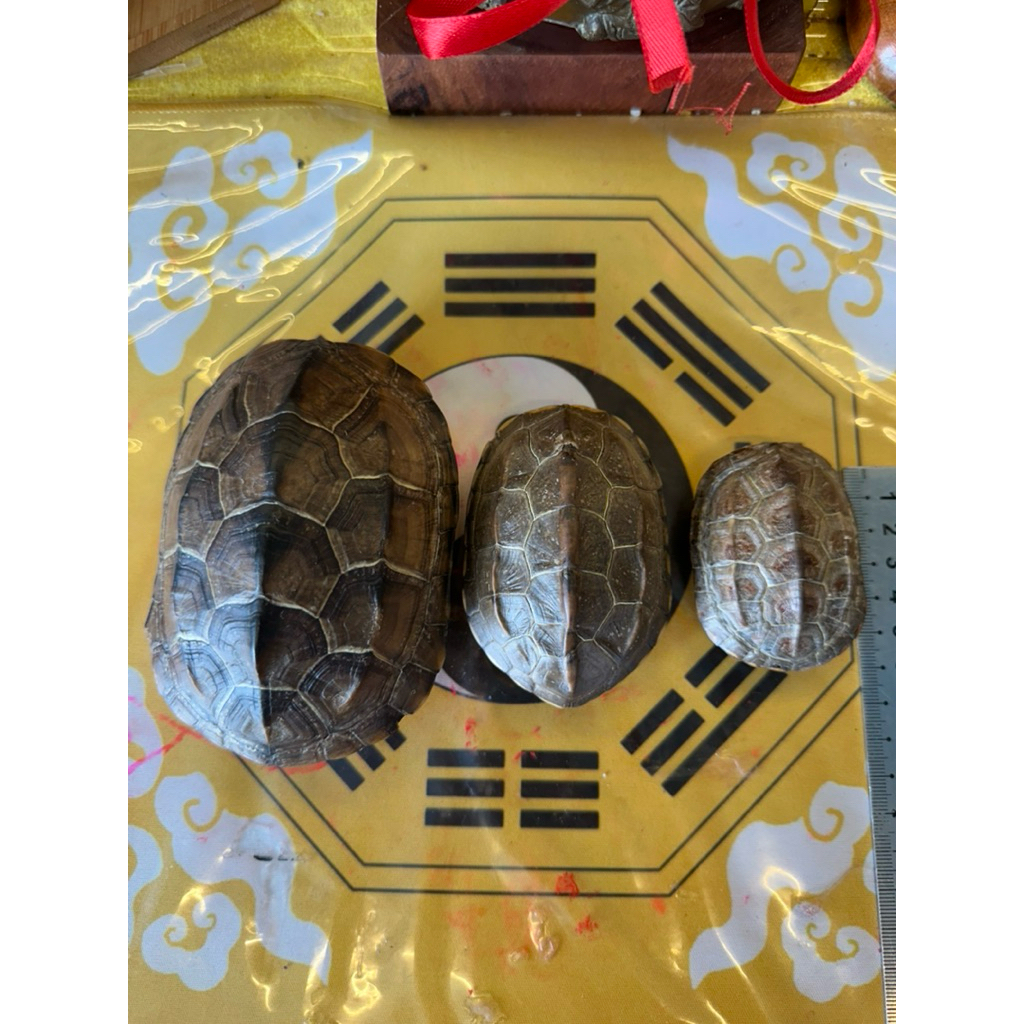 Vỏ rùa gieo quẻ kinh dịch, phong thủy | Shopee Việt Nam