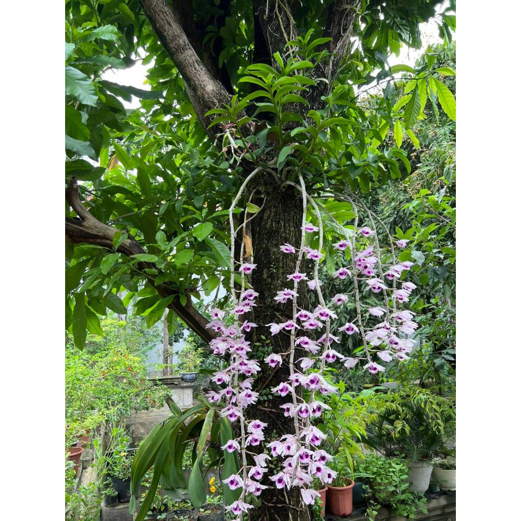 PHI ĐIỆP HÒA BÌNH