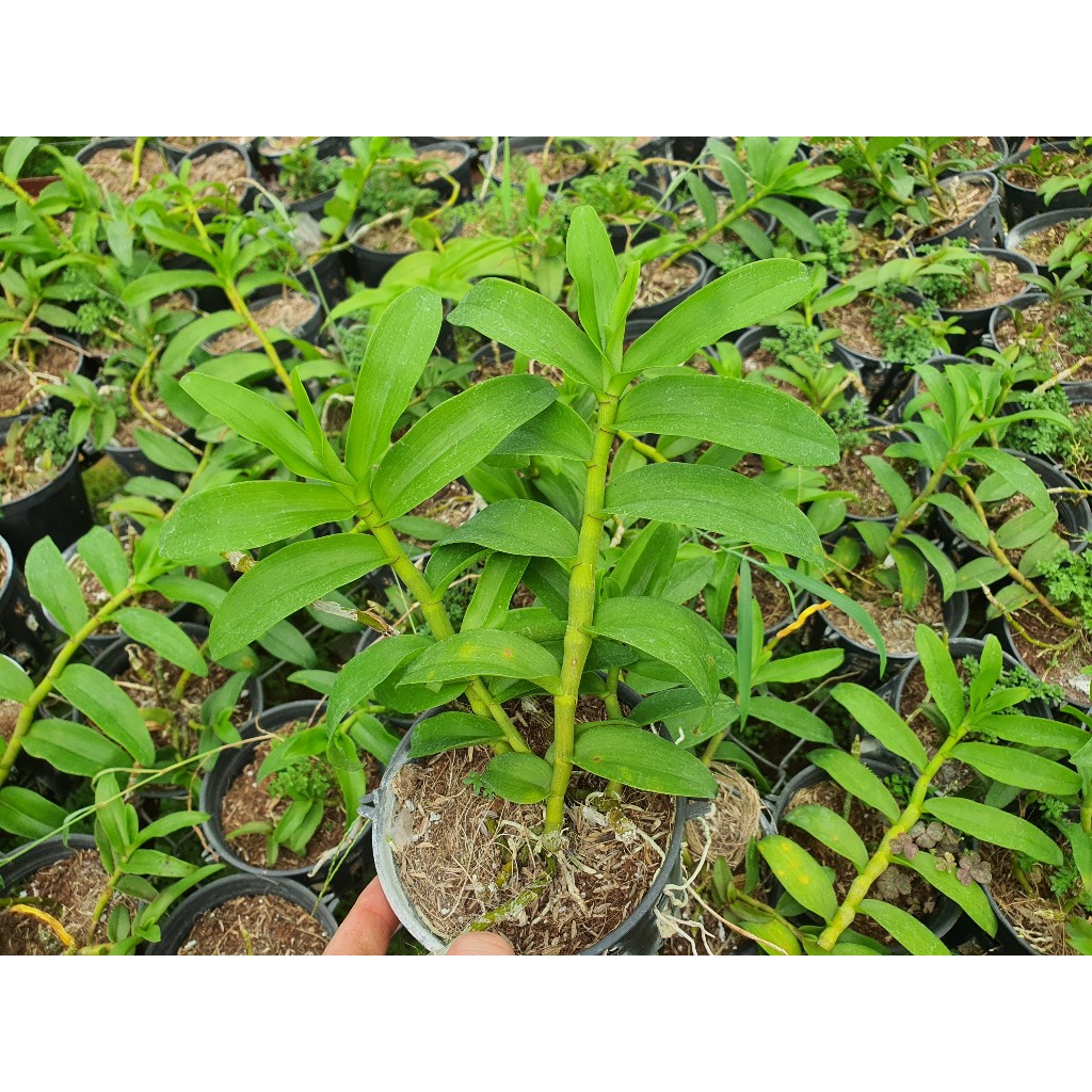 PHI ĐIỆP HÒA BÌNH
