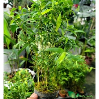 [TRỒNG TIỂU CẢNH] - Hạt giống trúc tăm Mini siêu đẹp, trang trí