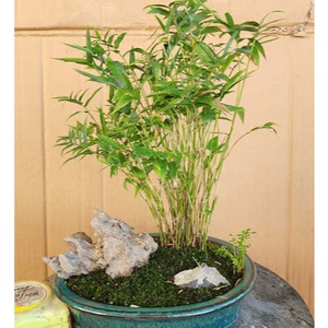 - Hạt giống trúc tăm Mini siêu đẹp, trang trí