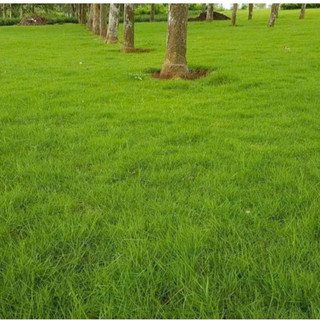 [LÊN MẦM 90%] - Hạt giống cỏ thảm Bermuda trồng sân vườn