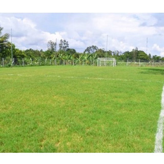 [LÊN MẦM 90%] - Hạt giống cỏ thảm Bermuda trồng sân vườn