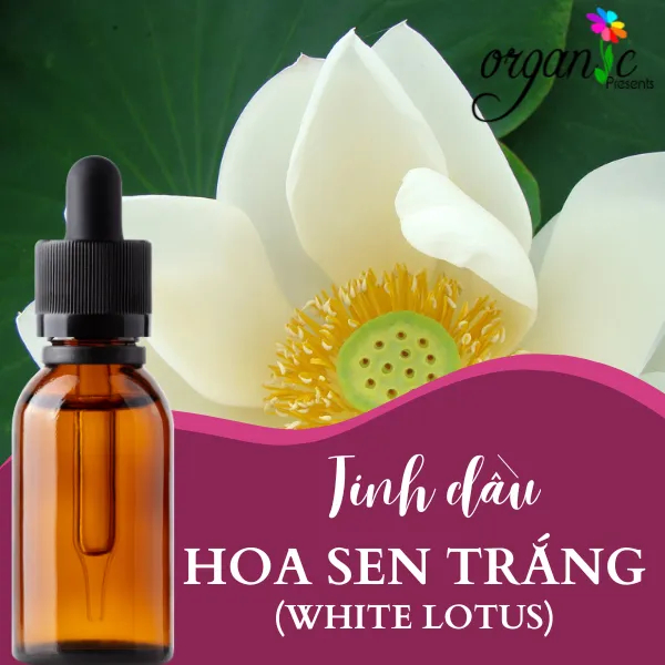 TINH DẦU HOA SEN TRẮNG (WHITE LOTUS)
