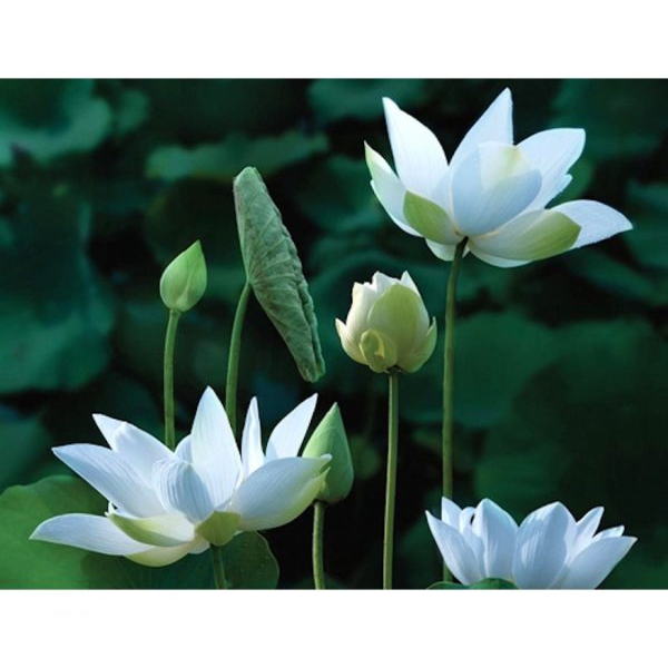 TINH DẦU HOA SEN TRẮNG (WHITE LOTUS)