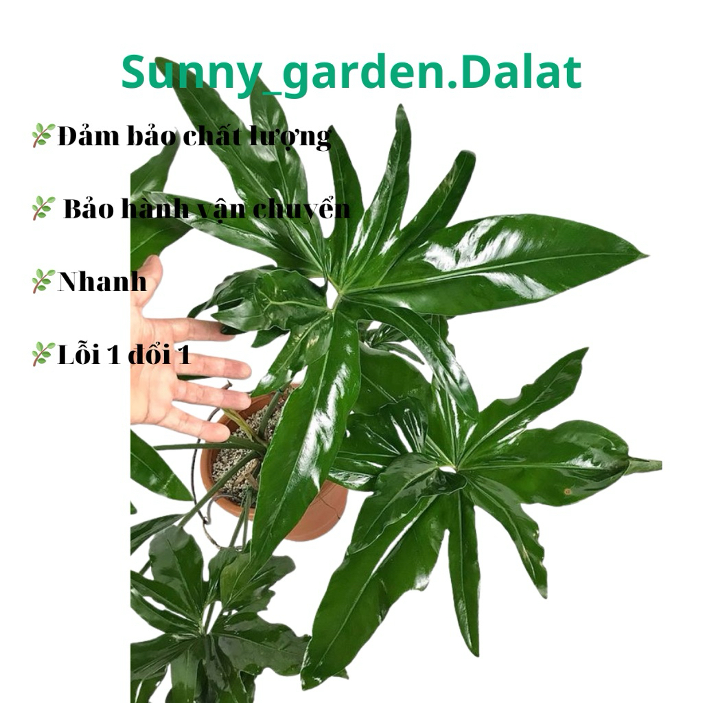 Chu Philodendron Angela - Philodendron bn l to cc xinh | Shopee Vit Nam