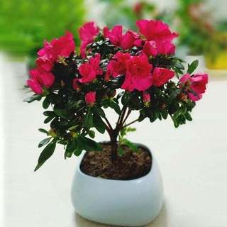 {Giống Bonsai] - Hạt giống hoa Đỗ Quyên trồng quanh năm, gói 20 hạt