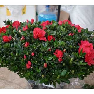 {Giống Bonsai] - Hạt giống hoa Đỗ Quyên trồng quanh năm, gói 20 hạt