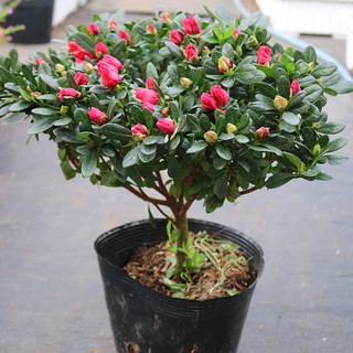{Giống Bonsai] - Hạt giống hoa Đỗ Quyên trồng quanh năm, gói 20 hạt