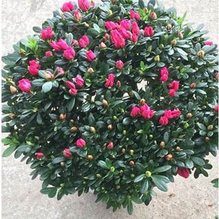 {Giống Bonsai] - Hạt giống hoa Đỗ Quyên trồng quanh năm, gói 20 hạt