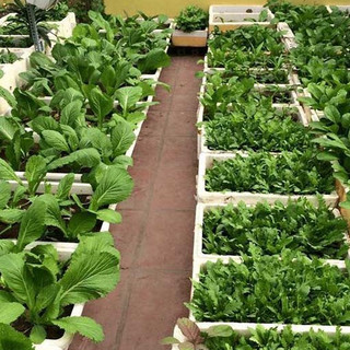 Phân Bò Ủ Vi Sinh Mekong  Bón Lót, Bón Thúc Cây Trồng Giàu Dinh Dưỡng 20dm3
