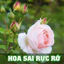 Lọ Phân Bón Hữu Cơ Tan Chậm 22 viên Siêu Dinh Dưỡng Cho Cây Cảnh Bonsai Hoa Lan
