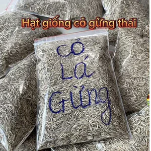 - Hạt giống cỏ lá gừng Thái - hàng cực chuẩn, lên mầm khỏe