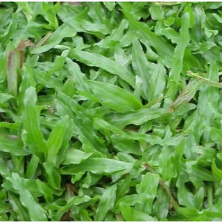 [NHẬP NGUYÊN BAO] - Hạt giống cỏ lá gừng Thái - hàng cực chuẩn, lên mầm khỏe