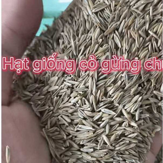 [SỈ 500 Gram) - HẠT giống cỏ lá Gừng Thái, ĐÚNG GIỐNG, CHUẨN GIỐNG, DỄ TRỒNG