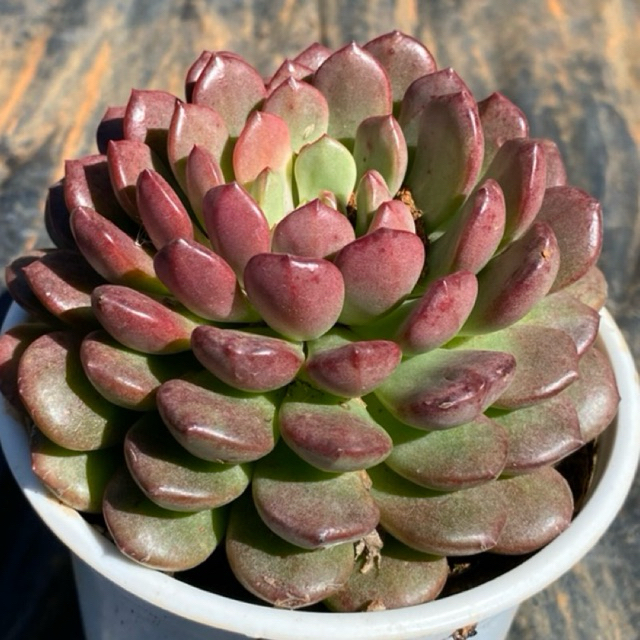 Sen đá ruby đỏ size trung LINHDAN GARDEN. Lỗi 1 đổi 1! | Shopee Việt Nam