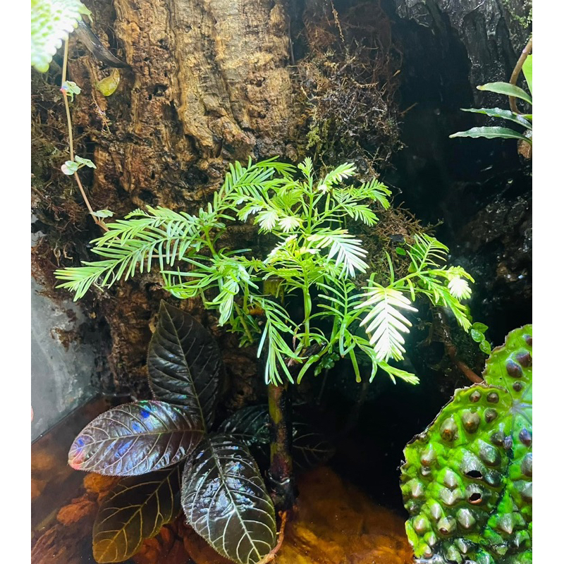 Thuỷ Sam Metasequoia trồng thuỷ canh,bán cạn