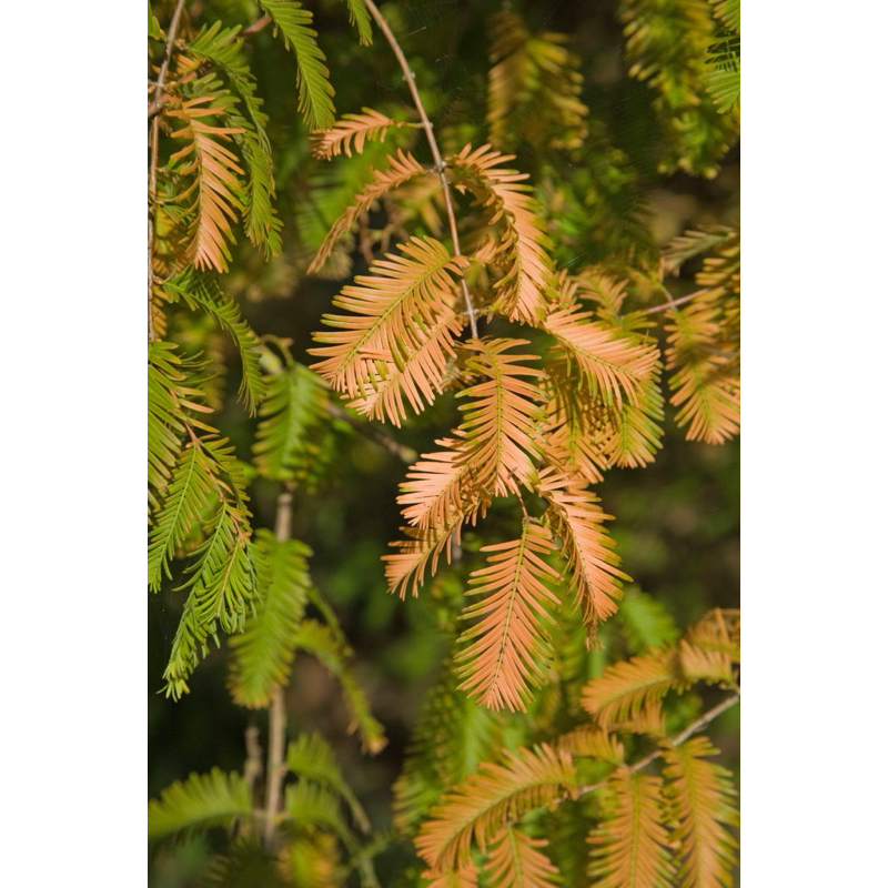 Thuỷ Sam Metasequoia trồng thuỷ canh,bán cạn