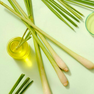 Nến thơm decor | Đuổi muỗi | Khử mùi hôi | Hương Sả chanh Lemongrass | Thơm phòng