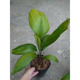 Cây Cọ Nhật (Size Lớn) cao 50-100cm cây cảnh phong thủy trang trí trong nhà, lá xanh mướt quanh năm