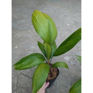 Cây Cọ Nhật (Size Lớn) cao 50-100cm cây cảnh phong thủy trang trí trong nhà, lá xanh mướt quanh năm