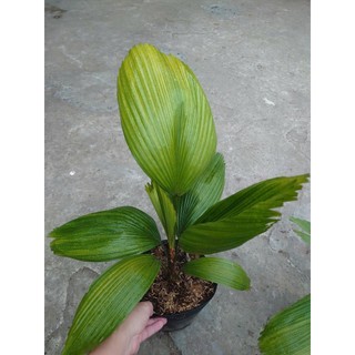 Cây Cọ Nhật (Size Lớn) cao 50-100cm cây cảnh phong thủy trang trí trong nhà, lá xanh mướt quanh năm
