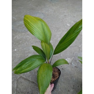 Cây Cọ Nhật (Size Lớn) cao 50-100cm cây cảnh phong thủy trang trí trong nhà, lá xanh mướt quanh năm