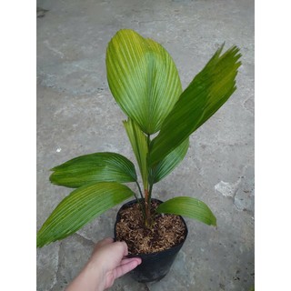 Cây Cọ Nhật (Size Lớn) cao 50-100cm cây cảnh phong thủy trang trí trong nhà, lá xanh mướt quanh năm
