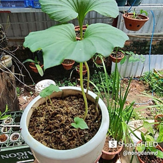 20 cây Sâm 1 lá 1 hoa - Thanh thiên quỳ