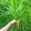 cây lá dứa thủy sinh 1cây tặng 1 trang trí hồ cá thủy sinh