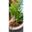 cây lá dứa thủy sinh 1cây tặng 1 trang trí hồ cá thủy sinh