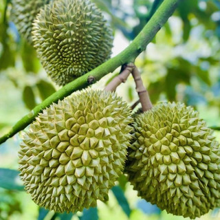 Phân Trùn Quế MekongTts- 01 Bón Lót Cây Trồng