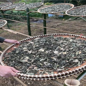 Lá gan rừng tây bắc giải độc gan mát gan dân tộc tày