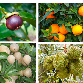 Phân Trùn Quế MekongTts- 01 Bón Lót Cây Trồng
