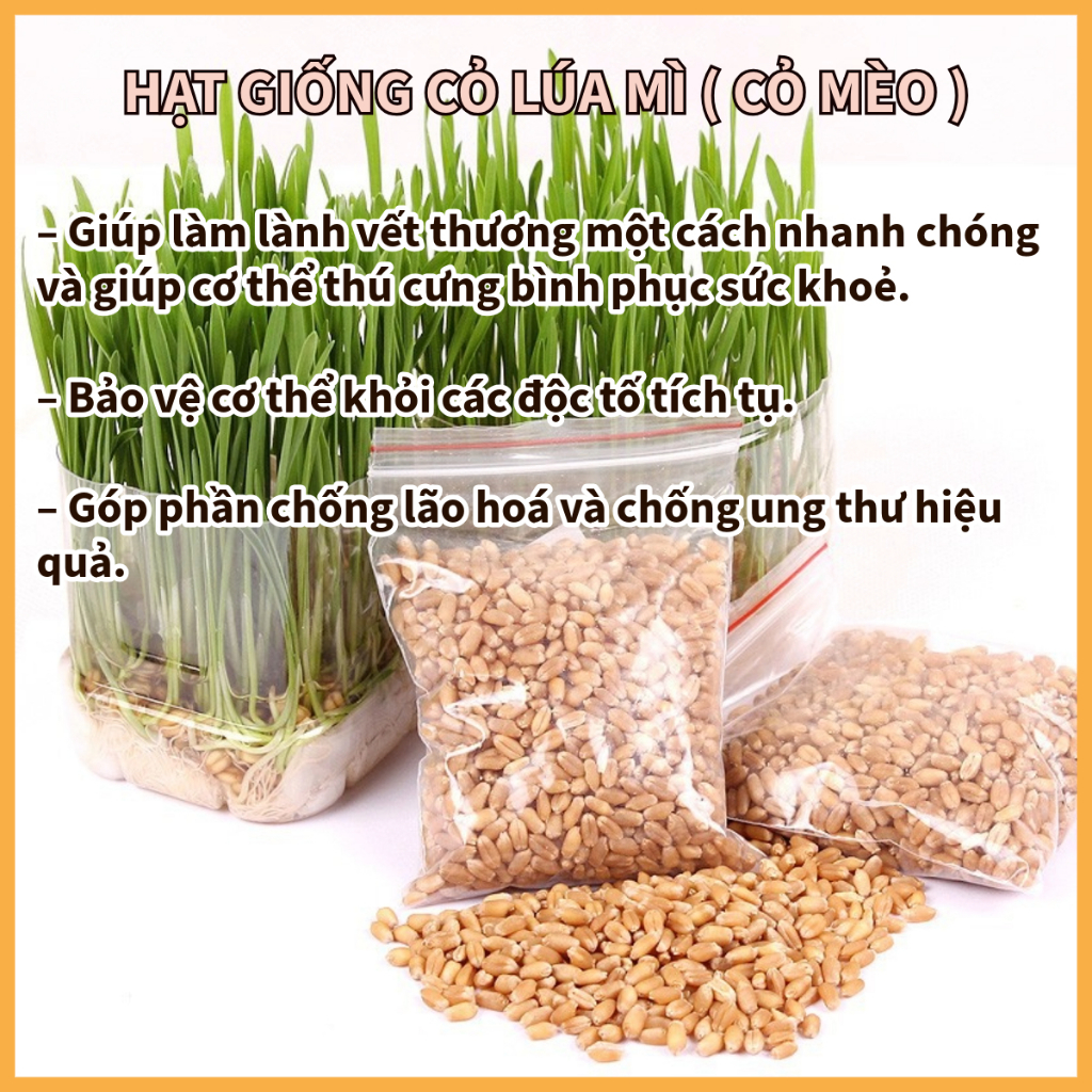 HẠT GIỐNG CỎ LÚA MẠCH ( CỎ MÈO ) GÓI 1KG - GIÚP KHỬ MÙI CƠ THỂ | Shopee ...
