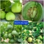 HẠT GIỐNG DƯA LÊ CÁT TƯỜNG TN 420 - CHÍNH HÃNG TRANG NÔNG ( DATE MỚI NHẤT)