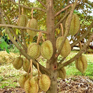 Phân Dơi Mekong Khối Lượng 0.5kg