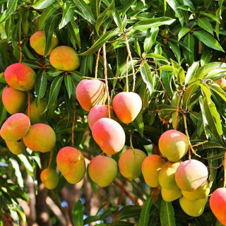 Phân Trùn Quế Mekong  Bón Lót Cây Trồng Hoa Cảnh Cây Ăn Quả