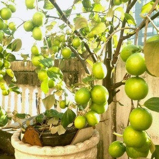Phân Trộn 8 Thành Phần loại 50dm3 Trồng Cây Sân Thượng Cây Ăn Quả Bonsai